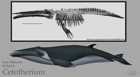 Cetotherium by EvgeniH on DeviantArt