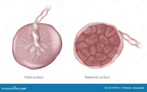 Placenta Maternal Surface And Fetal Surface. Biology Of The Human ...