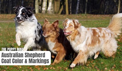 Australian Shepherd Colors & Markings Explained – The Puppy Mag