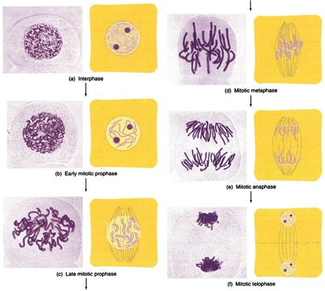 Meiosis Phases Under Microscope | Images and Photos finder