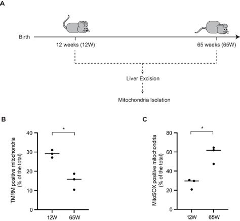 Aged mitochondria show a decrease in membrane potential and increased... | Download Scientific ...