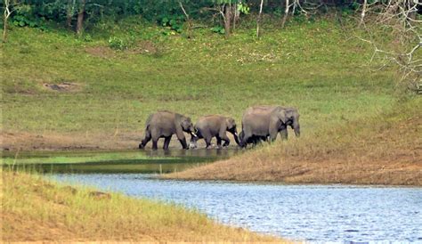 Periyar Wildlife Sanctuary, Timings, Activities & Entry Fee