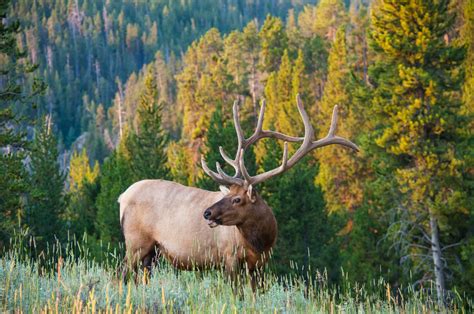 Future of elk in jeopardy in southwestern Colorado - Outdoor News