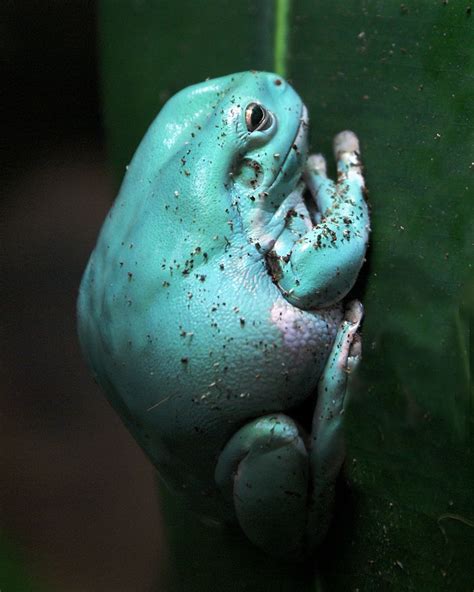 turquoise frog | Frog, Whites tree frog, Amazing frog