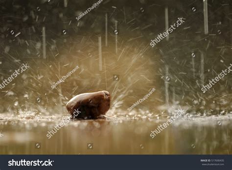 175,830 Rain On Rocks Images, Stock Photos & Vectors | Shutterstock