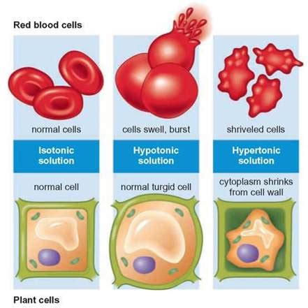 Exchange Through Membranes - Cell Structure and Function - CORNERSTONES: CHEMISTRY, CELLS, AND ...