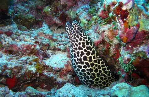 Moray Eel - Description, Habitat, Image, Diet, and Interesting Facts