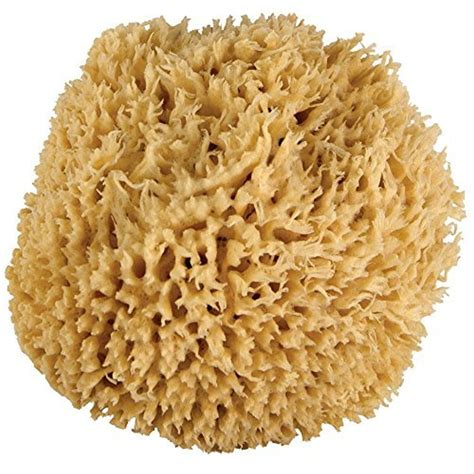 Sea Sponge for bathing and natural exfoliation all natural sustainable