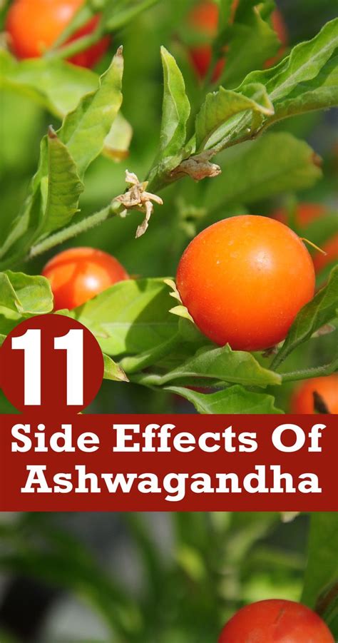 15 Serious Side Effects Of Ashwagandha & Precautions To Take | Holistic health remedies, Health ...