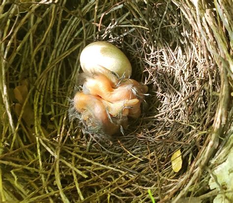 NestWatch | Brown Thrasher Nest - Three Eggs - NestWatch