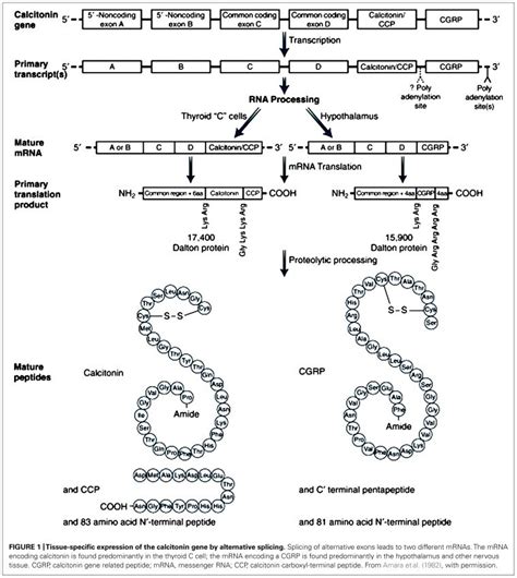 Tissue-specific expression of the calcitonin gene by alternative... | Download Scientific Diagram