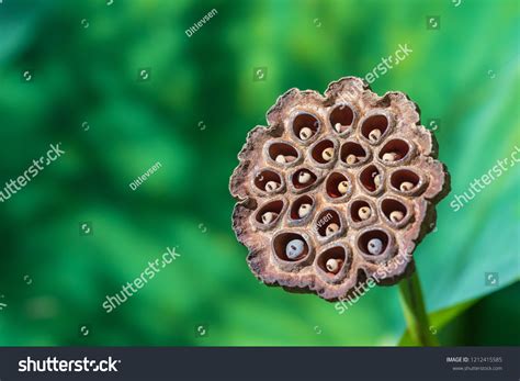 4,360 Water Lily Seeds Pod Images, Stock Photos & Vectors | Shutterstock