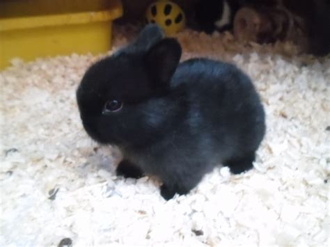 dwarf bunny baby black SOOOO CUTE | Obsessions | Pinterest | Pet bunny, Dwarf rabbit, Dwarf bunnies