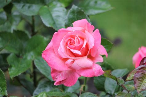 Wild Garden Rose Free Stock Photo - Public Domain Pictures
