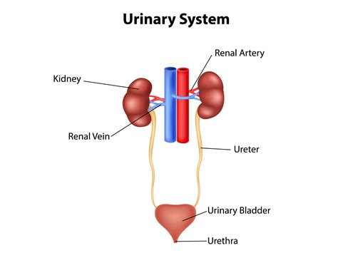 Urinary system by Tigatelu on Dribbble