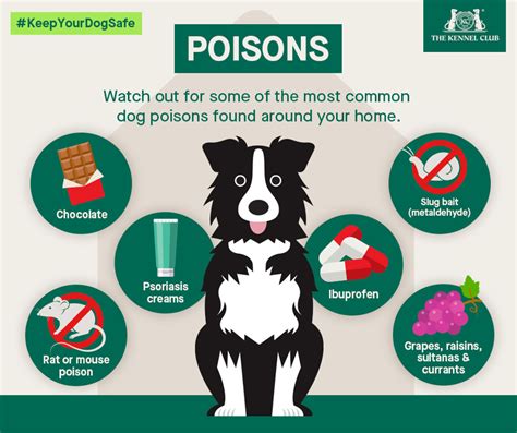 What Medications Are Toxic To Dogs