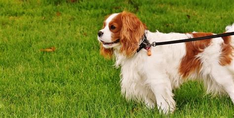 Cavalier king charles spaniel training tips - Sharda'sDog World