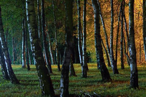 Night Forest Park - Free photo on Pixabay