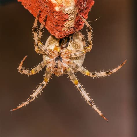 Free Images : insect, fauna, invertebrate, close up, spin, spiders, macro photography, arthropod ...