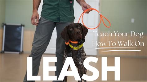 Walking YOUR Dog on a LEASH - How To Properly Train Leash Work and ...