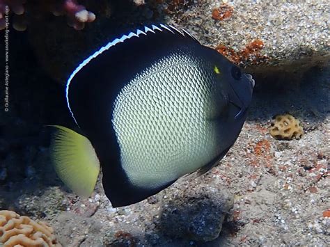 Red Sea Angelfish | NatureRules1 Wiki | Fandom