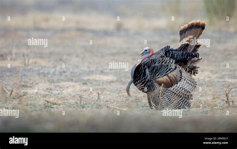 Rio Grande Wild Turkey, Bosque del Apache National Wildlife Refuge, New ...