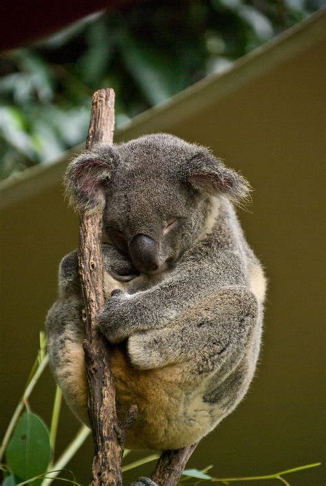 Koala Bear | Koala Bear and the Kuranda Wildlife park near C… | Flickr - Photo Sharing!