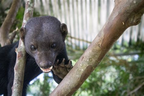 Symbolic Classic Adoption: Tayra – Toucan Rescue Ranch