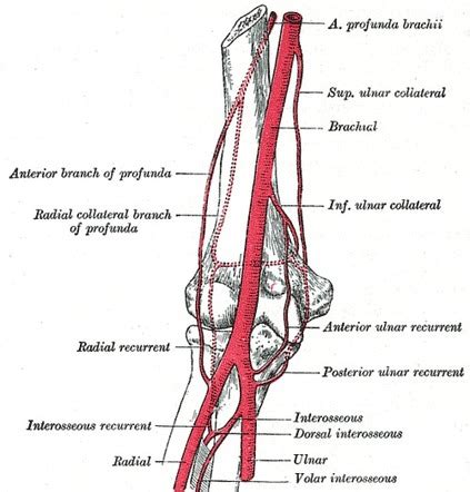 Brachial artery | Radiology Reference Article | Radiopaedia.org