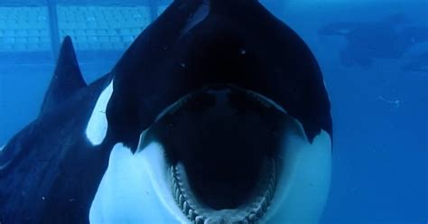 Toxinémane: | Le Film du samedi soir ¦ Blackfish (L'orque tueuse)