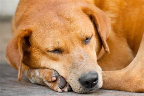 Learn About Your Large Breed Dog’s Sleeping Habits and Needs