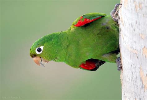 Hispaniolan Parakeet – birdfinding.info