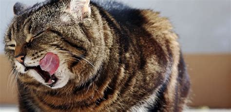 Taking Care of Your Obese Cat: Tips to Help Them Stay Healthy