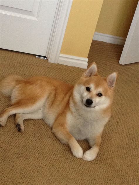 This is my Shiba Inu / Pomerian mix puppy. He's almost 3...isn't he cute?