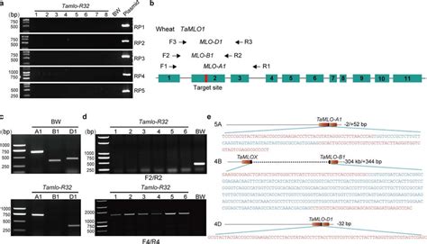 Genotyping by agarose gel electrophoresis and Sanger sequencing a ...