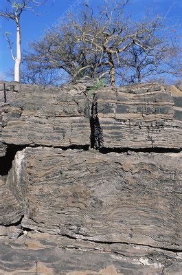 Precambrian stromatolites - Stock Image - E442/0642 - Science Photo Library