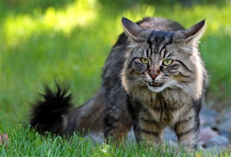 14 Strongest Cat Breeds in the World: Info, Pictures, Facts & History ...