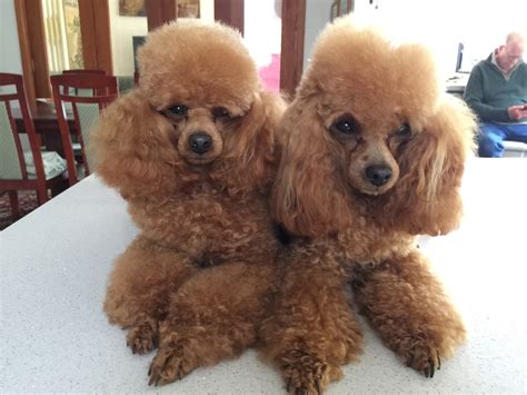 Red Toy Poodle - GuanJun A Home for Red Toy Poodle