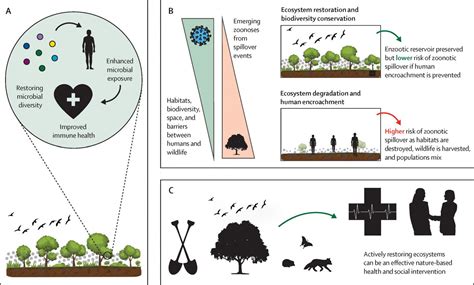 Ecosystem restoration is integral to humanity's recovery from COVID-19 | Sustainable Development ...