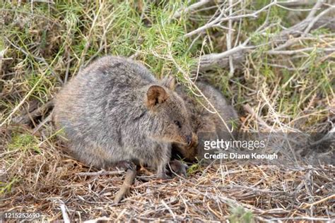 29 Quokka Baby Stock Photos, High-Res Pictures, and Images - Getty Images