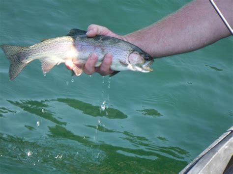 High Cascade Lake Report | The Caddis Fly: Oregon Fly Fishing Blog