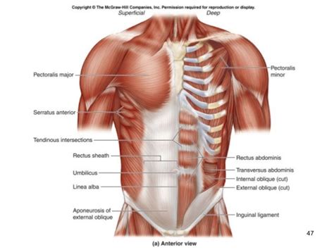 Axial muscles