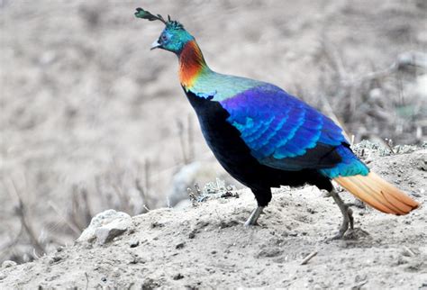 Nepal's National Bird | Flickr - Photo Sharing!