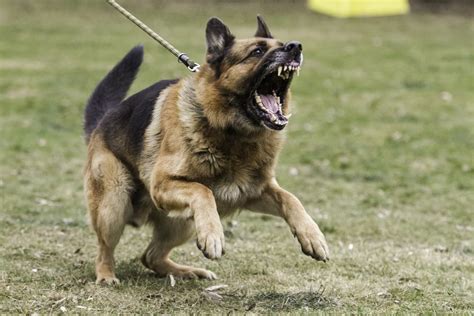 Professional Tips for Overcoming Leash Aggression in Dogs