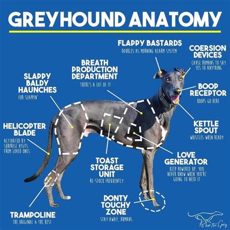 Greyhound anatomy | Greyhounds funny, Dog anatomy, Greyhound