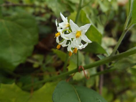 AMERICAN BLACK NIGHTSHADE (Solanum americanum) Palm Harbor, Fl. | Wild ...