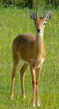 Oribi Antelope – KwaZulu Natal South Coast