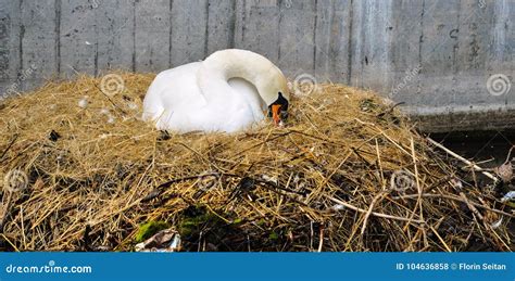 Close Up of White Swan Nesting on a City Canal/urban Wildlife Stock ...