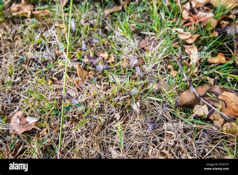 Flying ants nest hi-res stock photography and images - Alamy