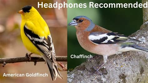 American Goldfinch Call | Chaffinch Call - YouTube